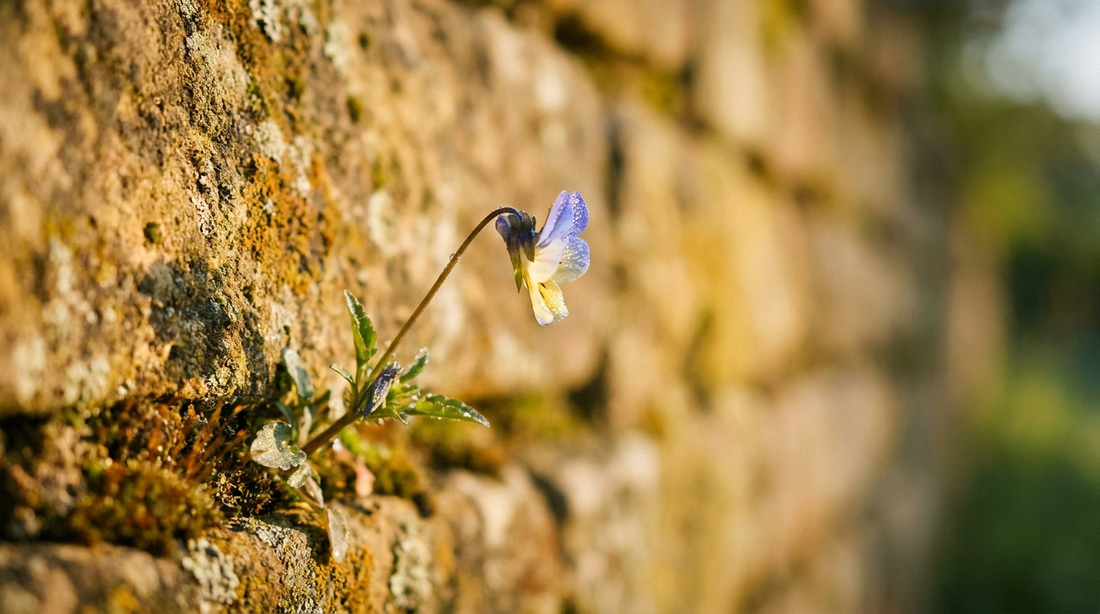 a single wildflower growing through a crack in a warm stone wall in soft morning light